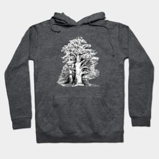 Monterey Cypress Alamo Square Park San Francisco CA Hoodie